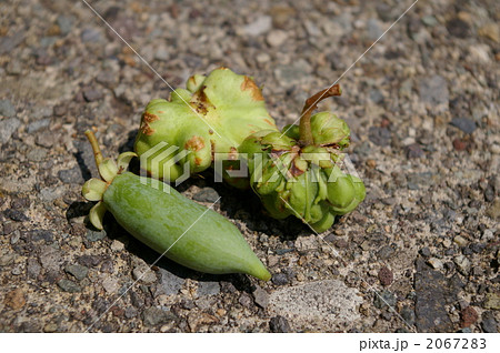 マタタビの実 2067283