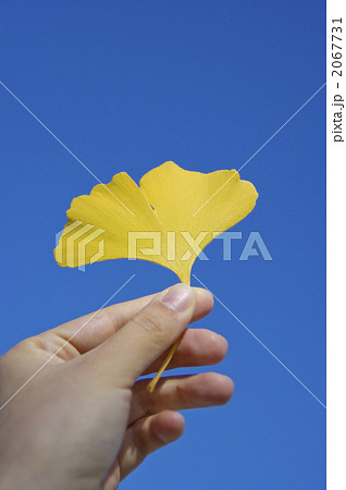 銀杏と空 銀杏と空 2067731