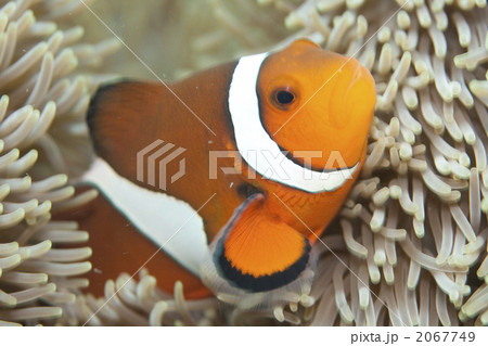 カクレクマノミ 2067749