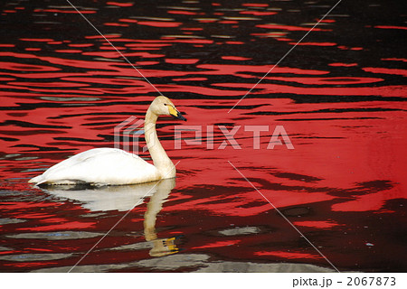 大白鳥(背景赤) 大白鳥(背景赤) 2067873