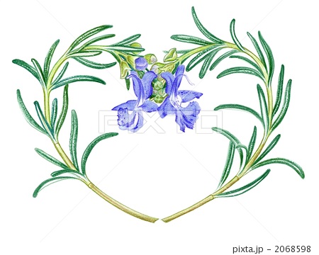 すべての美しい花の画像 元のローズマリー 花 イラスト