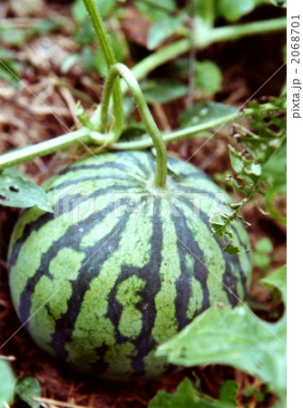 スイカ 2068701