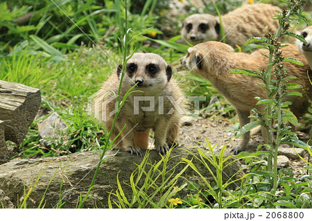 だるまさんがころんだ!? だるまさんがころんだ!? 2068800