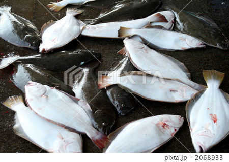 水揚げ直後のヒラメです。 2068933