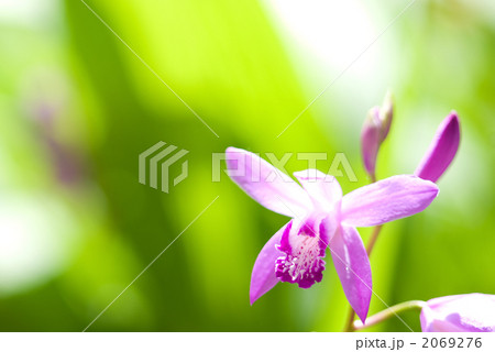 緑の中の紫蘭の花 2069276