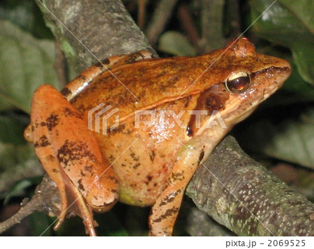 見事な色のアカガエル 2069525