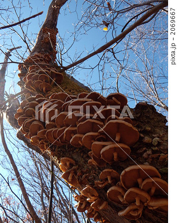 天然なめこ 2069667