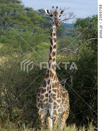 タンザニア　キリン 2069788