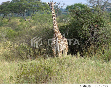 タンザニア　キリン 2069795