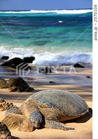 お昼寝中のウミガメ お昼寝中のウミガメ 2070108