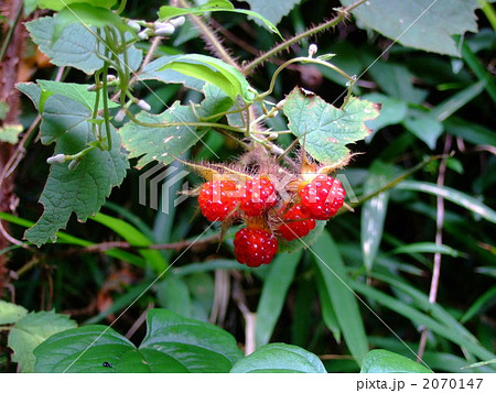 木苺（エビガライチゴ） 2070147