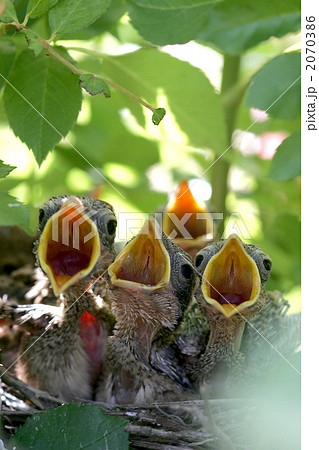 ごはん!ごはん! ごはん!ごはん! 2070386