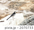 アフリカのセキレイ 2070733