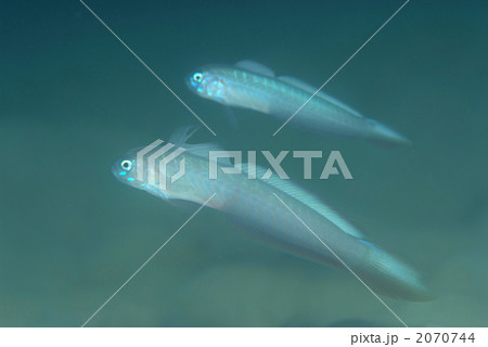 タンザクハゼ 2070744