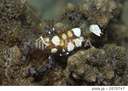 イソギンチャクエビ イソギンチャクエビ 2070747