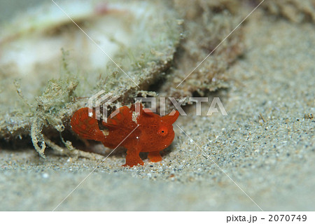 イロカエルアンコウ イロカエルアンコウ 2070749