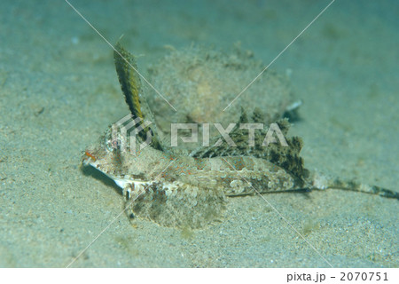 イッポンテグリ 2070751