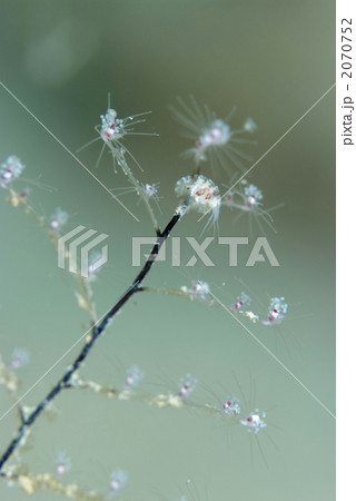 ヨコエビの仲間 2070752