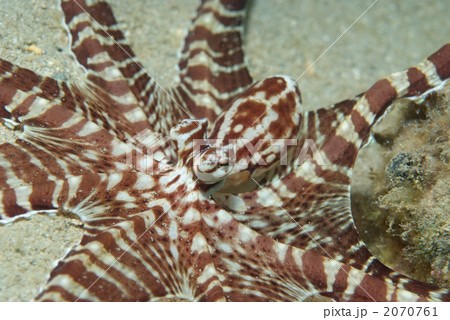 ミミックオクトパス ミミックオクトパス 2070761