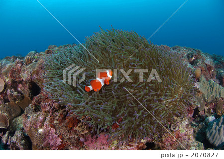 カクレクマノミ 2070827