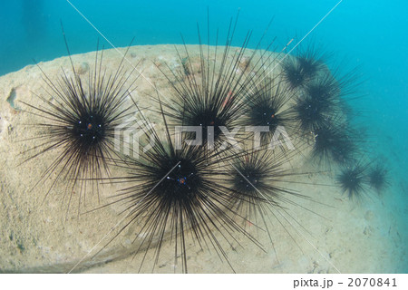 ガンガゼ ガンガゼ 2070841