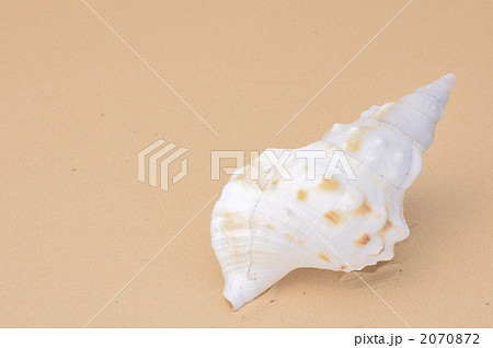 砂浜の貝殻 2070872