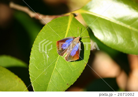 ムラサキシジミ 2071002