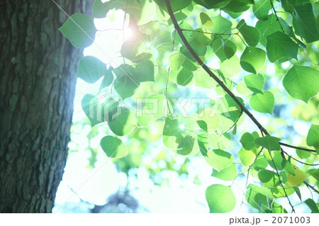 ナンキンハゼと光 2071003