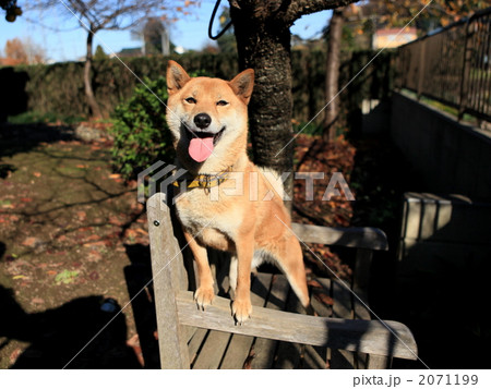柴犬 柴犬 2071199