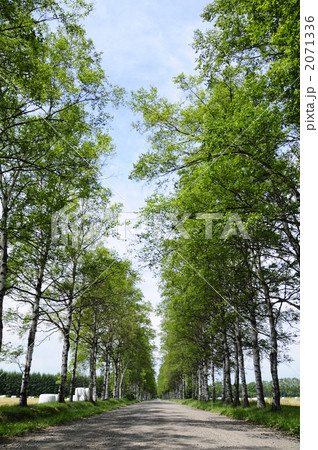 白樺並木道 2071336