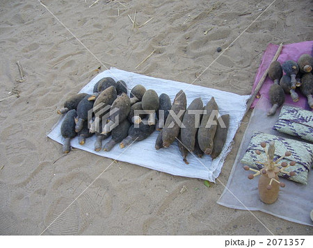 バオバブの実 2071357