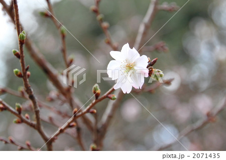 十月桜 2071435