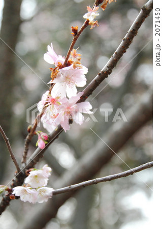 十月桜 十月桜 2071450