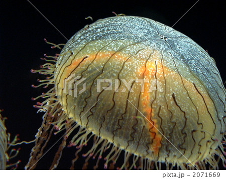 鮮やかな花笠水母（ハナガサクラゲ） 2071669