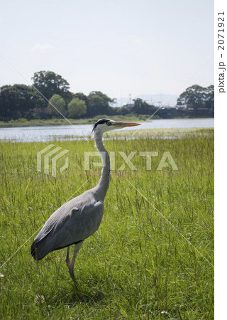 アオサギ 2071921