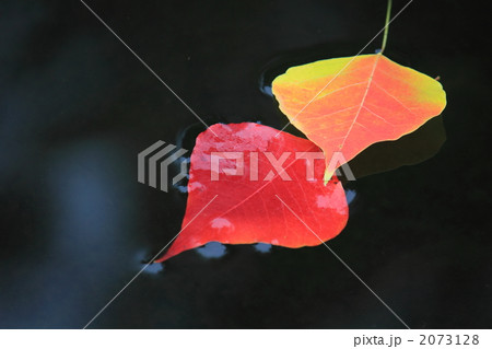 水面に浮かぶ紅葉したナンキンハゼ 2073128