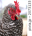 雄鶏 2073133