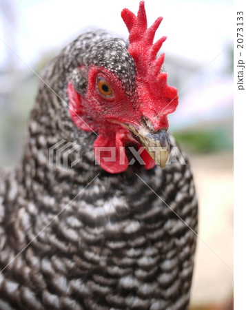 雄鶏 2073133