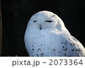 ねむいよー 2073364