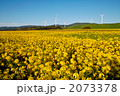 横浜町の菜の花 2073378