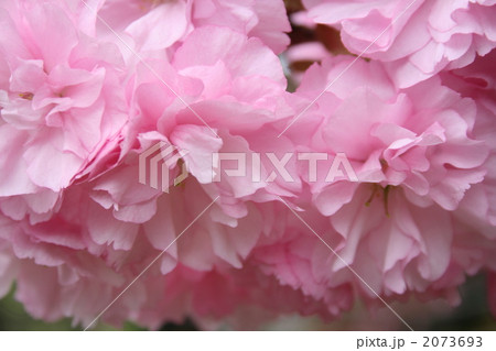 ボタン桜 2073693