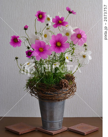 生花用バケツにいけたコスモス 生花用バケツにいけたコスモス 2073757