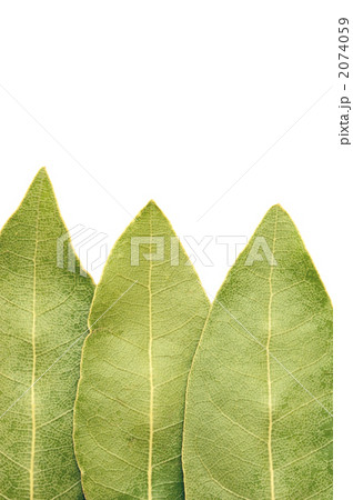 ローリエの葉 2074059