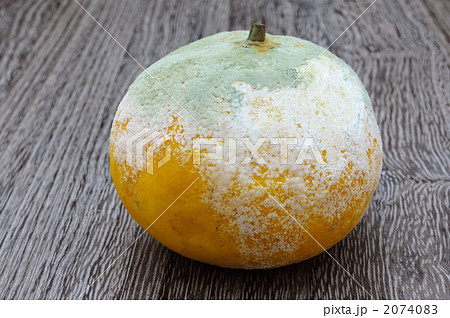 カビの生えたミカン 2074083