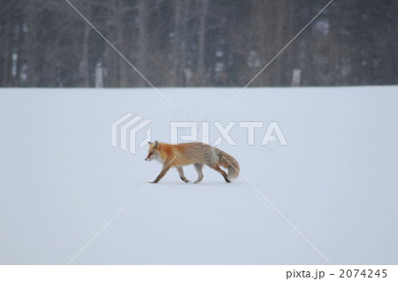 北海道　キタキツネ　野生　 2074245