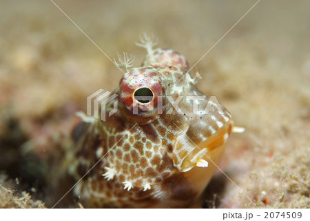 エリグロギンポ エリグロギンポ 2074509