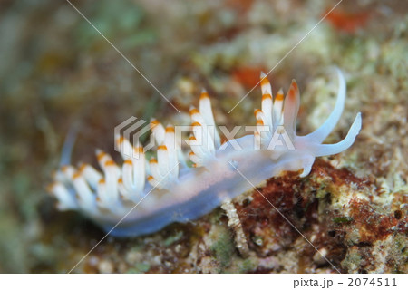 ミノウミウシの仲間 2074511