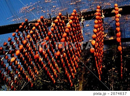 串柿つくり 串柿つくり 2074637