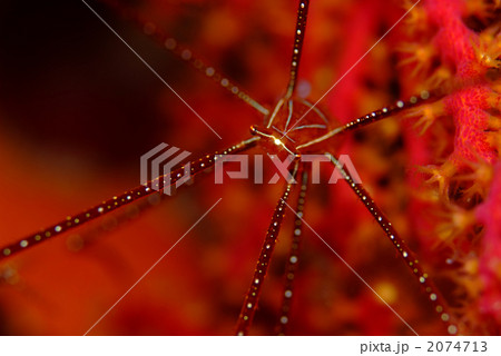 ホシゾラワラエビ 2074713