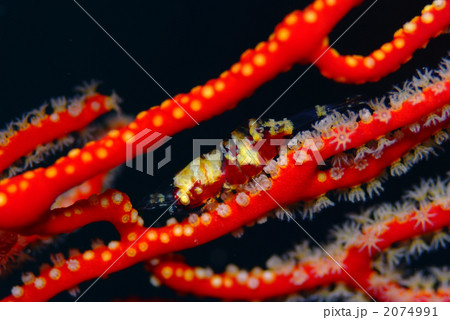 イソバナカクレエビ イソバナカクレエビ 2074991